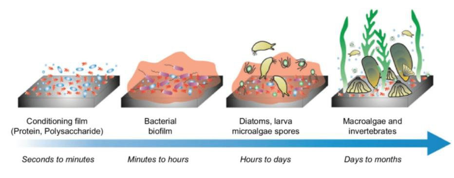 Biofouling formation stages — from conditioning film to macroalgae and invertebrates